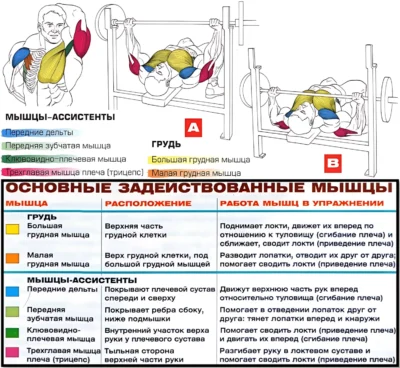 жим штанги лежа мышцы 2 жим штанги лежа мышцы 2
