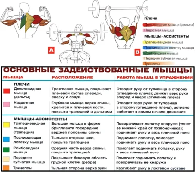 Жим штанги сидя мышцы в работе