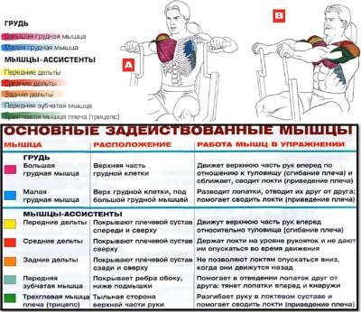 Жим в тренажере мышцы 2 Жим в тренажере мышцы 2