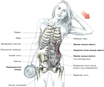 Наклоны с гантелью мышцы