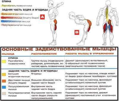 Наклоны со штангой на плечах мышцы 2 Наклоны со штангой на плечах мышцы 2