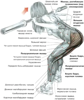 Наклоны со штангой на плечах мышцы