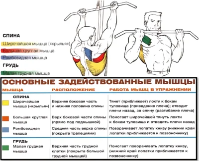 Обратные подтягивания мышцы 2 Обратные подтягивания мышцы 2