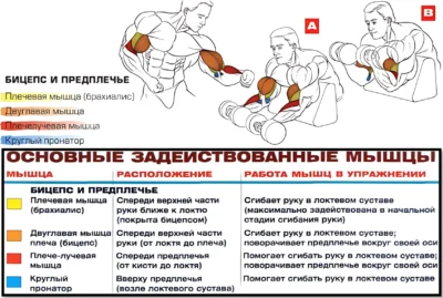 Подъемы на бицепс на скамье Скотта, 2 гантели, мышцы