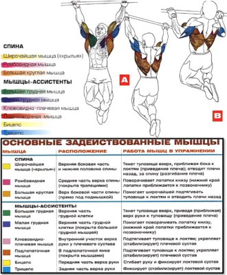 Подтягивания на турнике мышцы 2