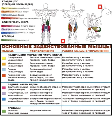 Приседания в тренажере Смита мышцы 2 Приседания в тренажере Смита мышцы 2