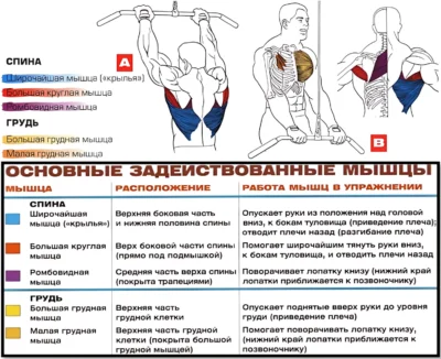 Пуловер на блоке мышцы 2 Пуловер на блоке мышцы 2