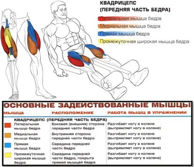 Разгибания ног в тренажере мышцы 2