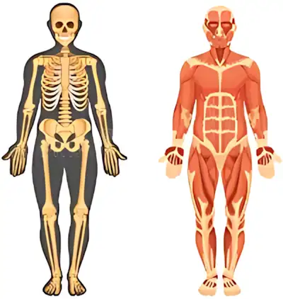 рубрика сайта анатомия мышц человека, как устроен человек rubrika-sajta-anatomiya-myshcz-cheloveka-kak-ustroen-chelovek.jpg