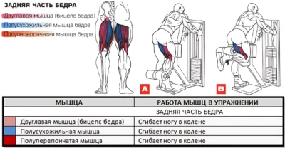 Сгибание ног стоя мышцы 2 Сгибание ног стоя мышцы 2