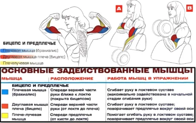 Сгибания на скамье Скотта мышцы в упражнении
