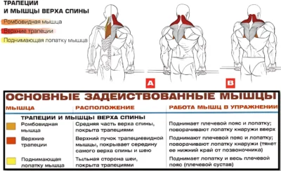 шраги мышцы 2