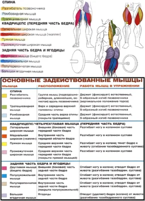 Становая тяга мышцы 2 Становая тяга мышцы 2