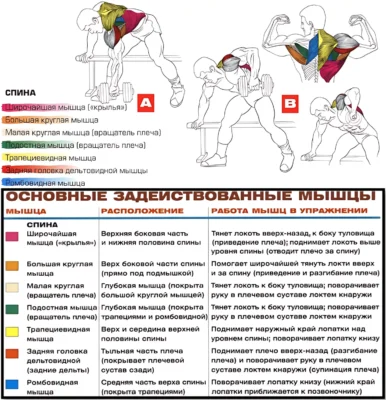 Тяга гантели в наклоне мышцы 2 Тяга гантели в наклоне мышцы 2