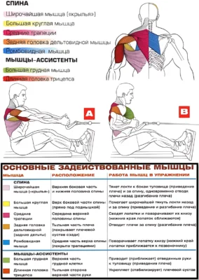 тяга нижнего блока мышцы 2
