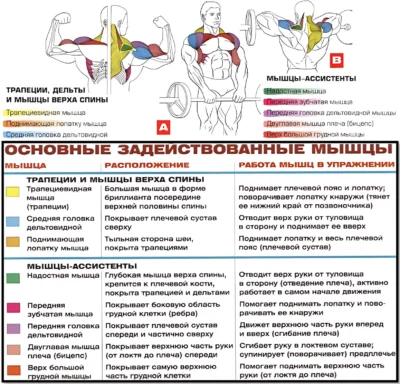 Тяга штанги к подбородку мышцы 2