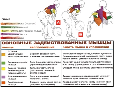 Тяга штанги в наклоне обратным хватом мышцы 2
