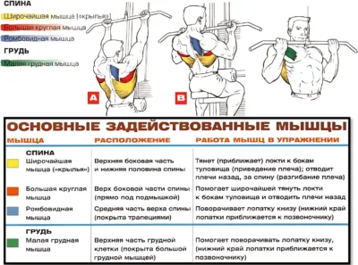Тяга верхнего блока обратным хватом мышцы 2