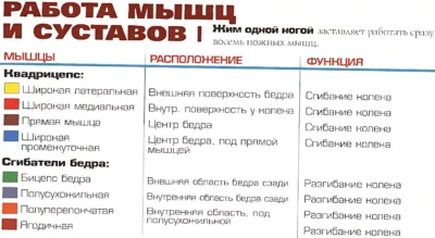 Жим одной ногой мышцы 2