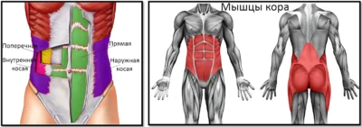 анатомия мышц пресса