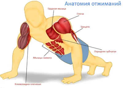 мышечный атлас отжиманий анатомия отжиманий