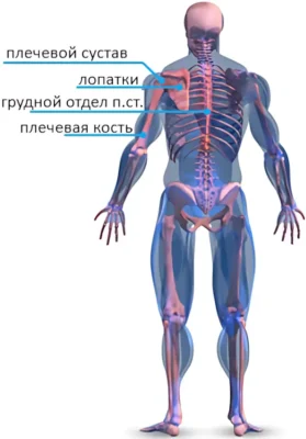 анатомия плеч скелетная анатомия