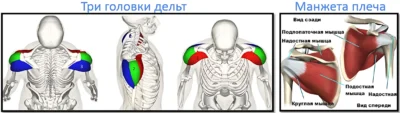анатомия плеч - три головки дельт и ротаторная манжета