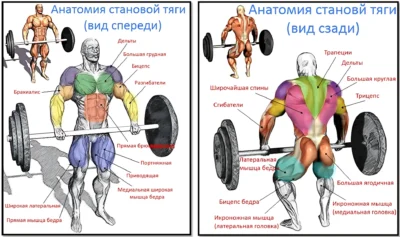 анатомия становой тяги анатомия становой тяги