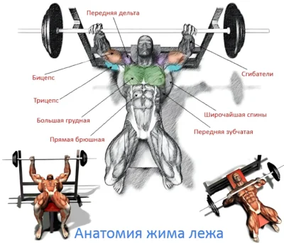 анатомия жима лежа анатомия жима штанги