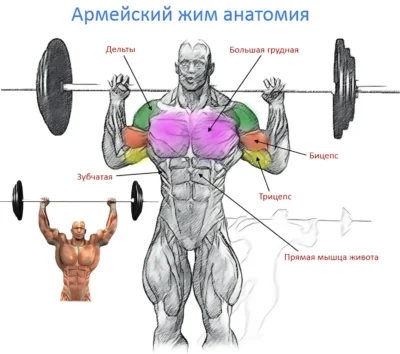 анатомия армейского жима армейский жим анатомия