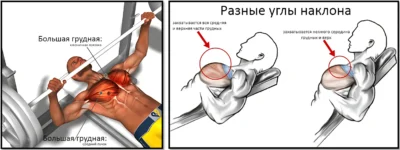 грудные мышцы и разные углы наклона на скамье