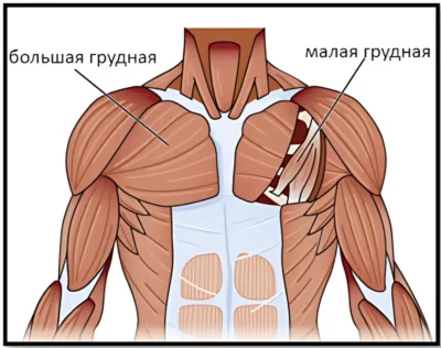 мышцы груди анатомия