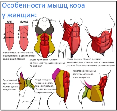мышцы кора у женщин особенности