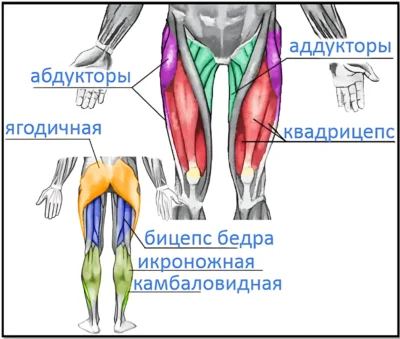 Мышцы ног анатомический атлас