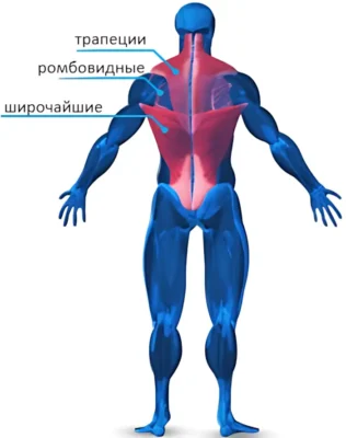 Основные мышцы спины мышцы верха и середины спины