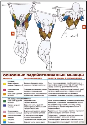анатомия подтягиваний на турнике подтягивания на турнике анатомия