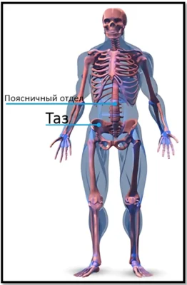 пресс скелетная анатомия