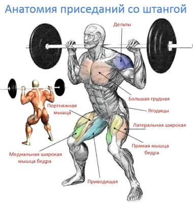 анатомия приседания о штангой приседания со штангой анатомия