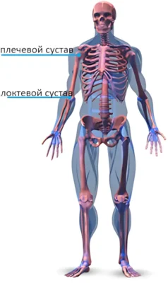 Скелетная анатомия рук руки локтевой и плечевой суставы