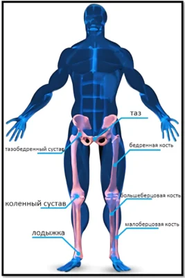 Скелетная анатомия ног скелетная анатомия ноги