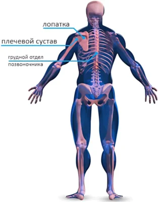 Скелетная анатомия спины спина скелетная анатомия