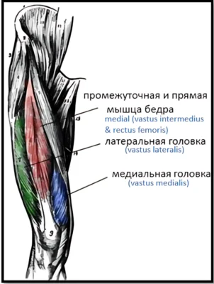 внутренняя и внешняя части квадрицепсов анатомия