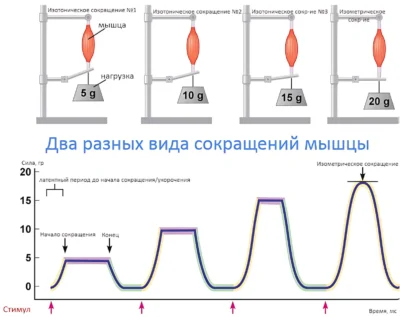 2-raznyih-vida-sokrashheniy-myishtsyi-na-odnom-grafike