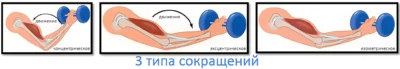3-tipa-sokrashheniy-myishtsyi