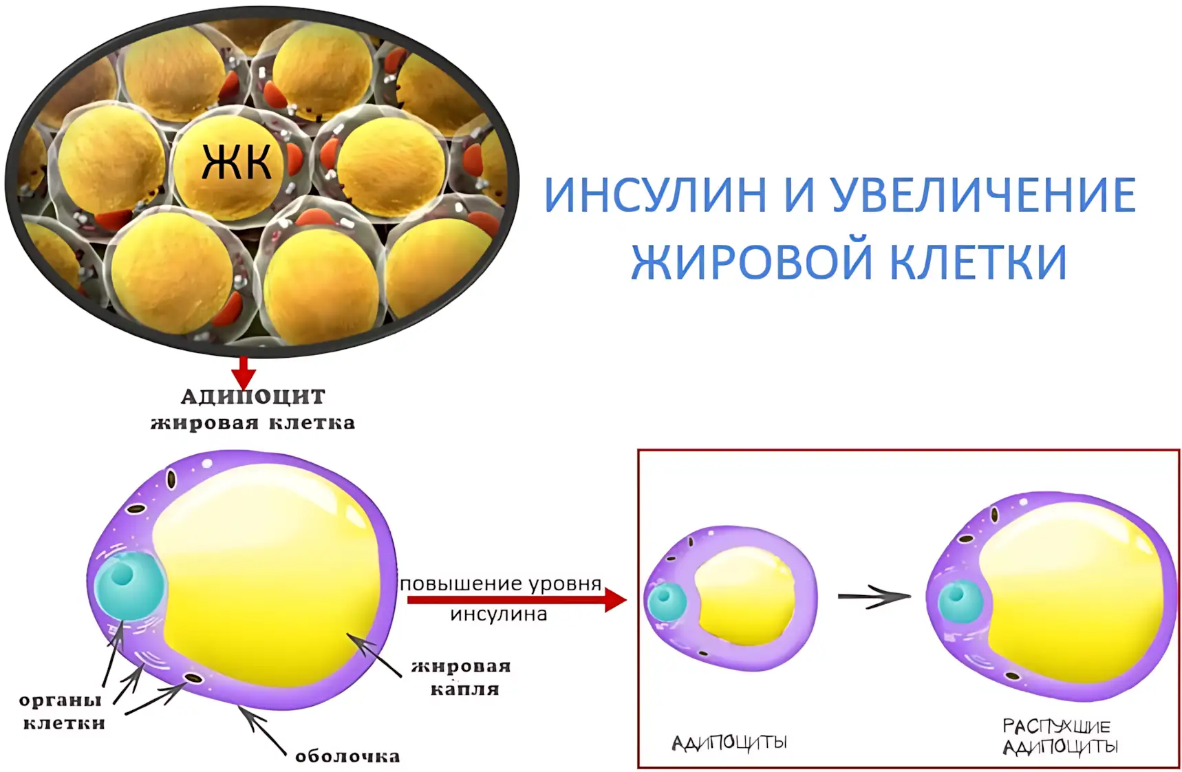 insulin-i-zhirovaya-kletka insulin-i-zhirovaya-kletka