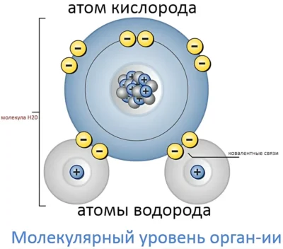 molekulyarnyj-uroven-organizaczii-vody