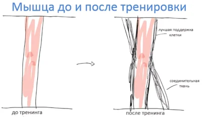myishtsa-lo-i-posle-trenirovki myishtsa-lo-i-posle-trenirovki