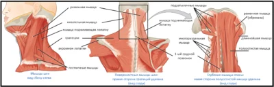 Мышцы, которые двигают голову