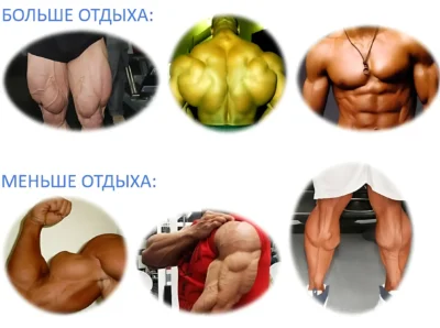 мышечные группы - больше и меньше отдыха