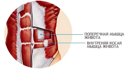 poperechnaya-i-vnutrennyaya-kosaya-myishtsyi-zhivota